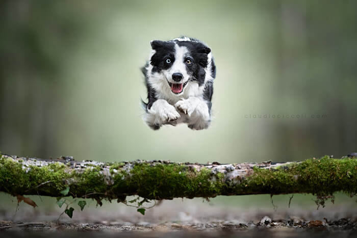 Dog In Action! Gravity-Defying Photos of Determined Dogs in Mid-Air