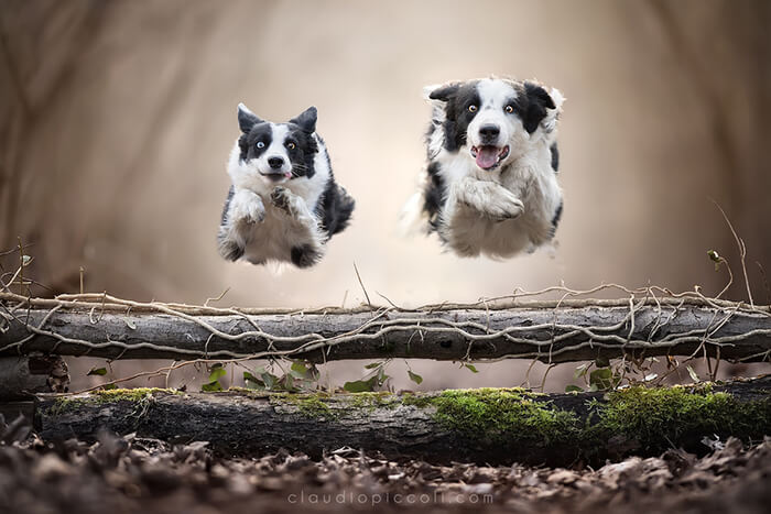 Dog In Action! Gravity-Defying Photos of Determined Dogs in Mid-Air