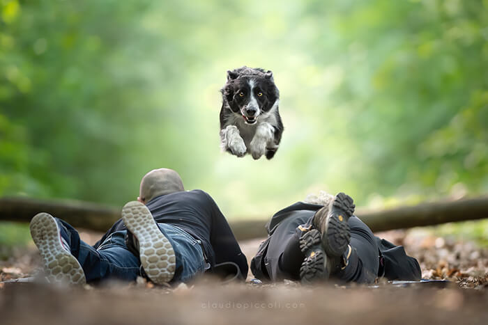 Dog In Action! Gravity-Defying Photos of Determined Dogs in Mid-Air