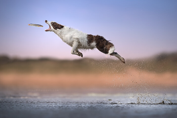 Dog In Action! Gravity-Defying Photos of Determined Dogs in Mid-Air