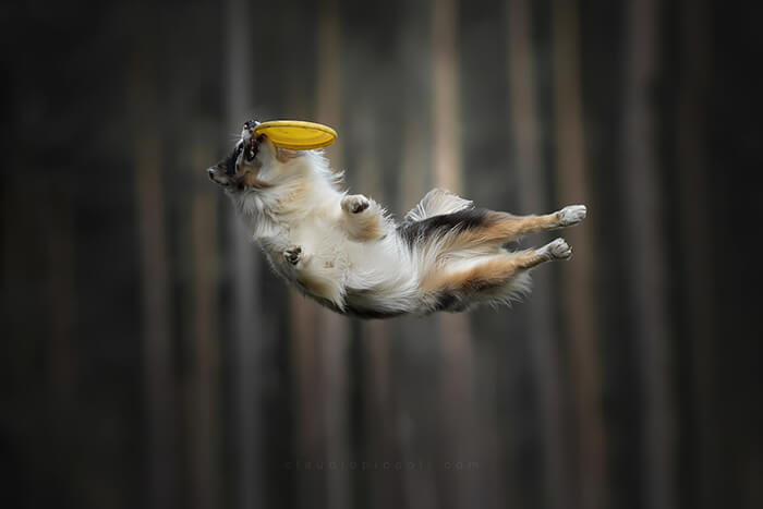 Dog In Action! Gravity-Defying Photos of Determined Dogs in Mid-Air