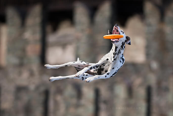 Dog In Action! Gravity-Defying Photos of Determined Dogs in Mid-Air