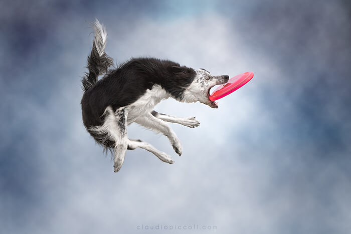 Dog In Action! Gravity-Defying Photos of Determined Dogs in Mid-Air
