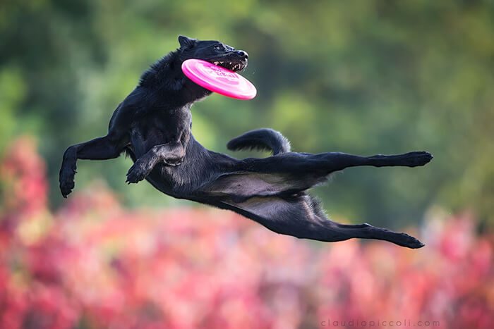 Dog In Action! Gravity-Defying Photos of Determined Dogs in Mid-Air