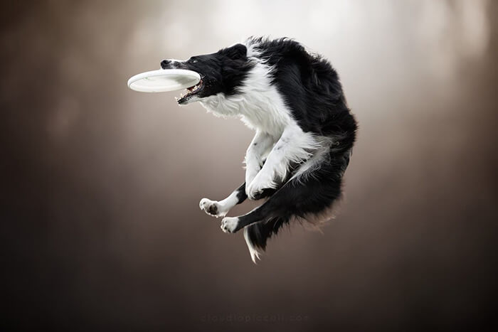 Dog In Action! Gravity-Defying Photos of Determined Dogs in Mid-Air