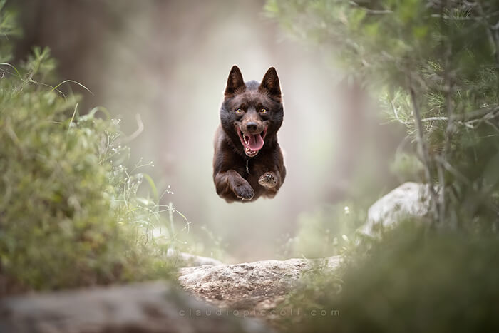 Dog In Action! Gravity-Defying Photos of Determined Dogs in Mid-Air