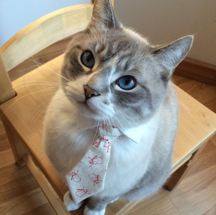 There is a Thing Called Cat Neckties