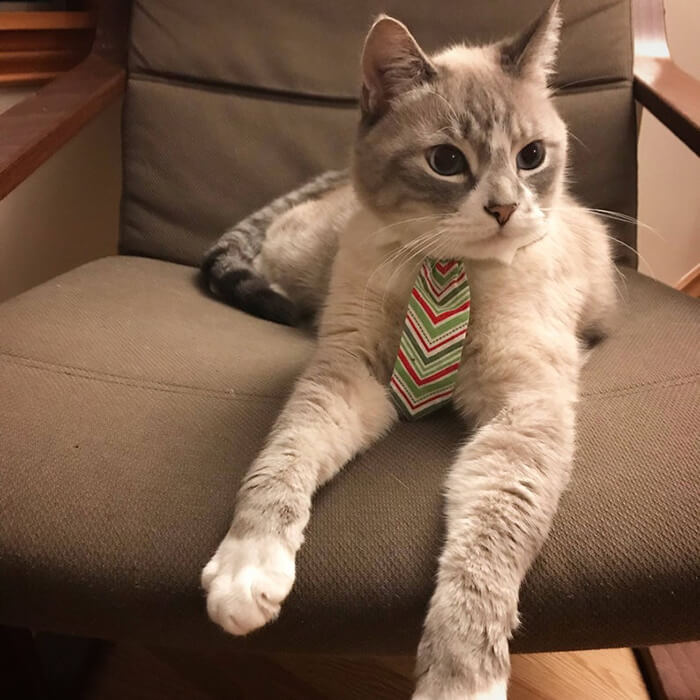 There is a Thing Called Cat Neckties