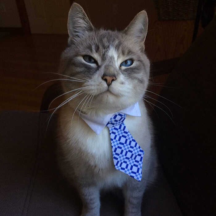 There is a Thing Called Cat Neckties