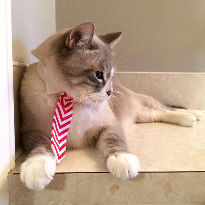 There is a Thing Called Cat Neckties