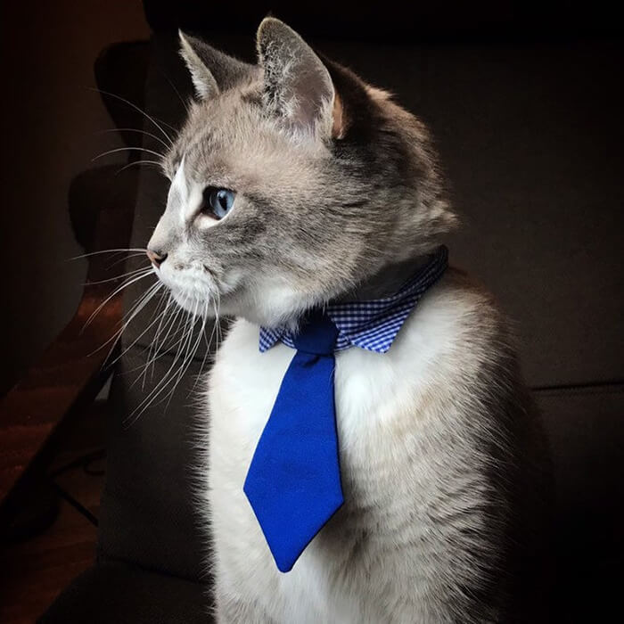 neck tie for cat