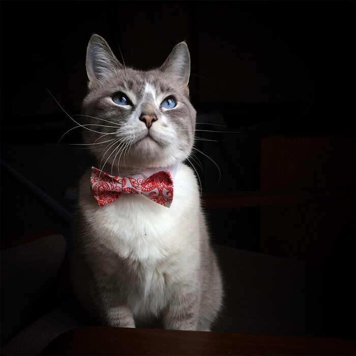 There is a Thing Called Cat Neckties