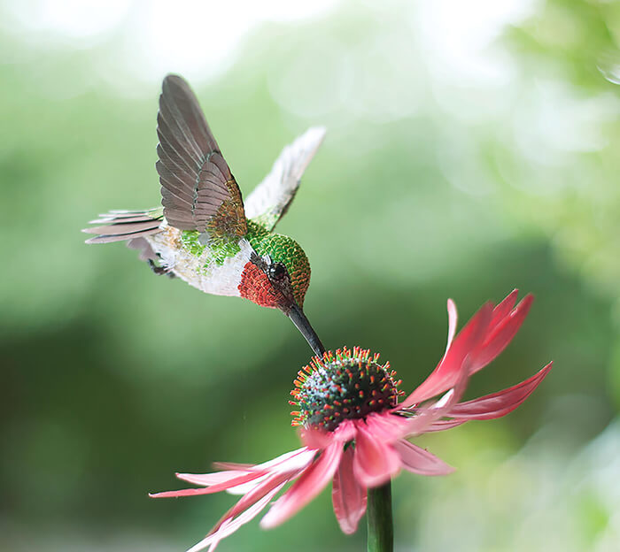 Hyper-realistic Hand-Built Paper Birds by Niharika Rajput