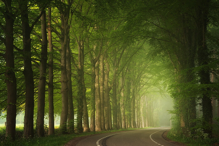 Stunning Tree Photographs from All Seasons by Martin Podt