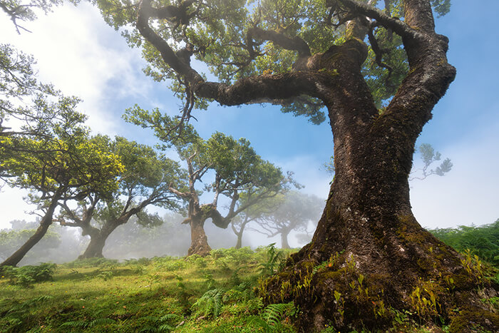 Stunning Tree Photographs from All Seasons by Martin Podt