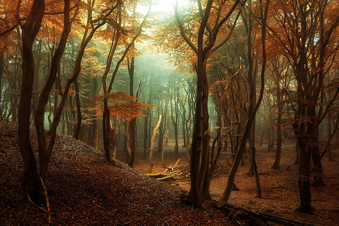 Stunning Tree Photographs from All Seasons by Martin Podt