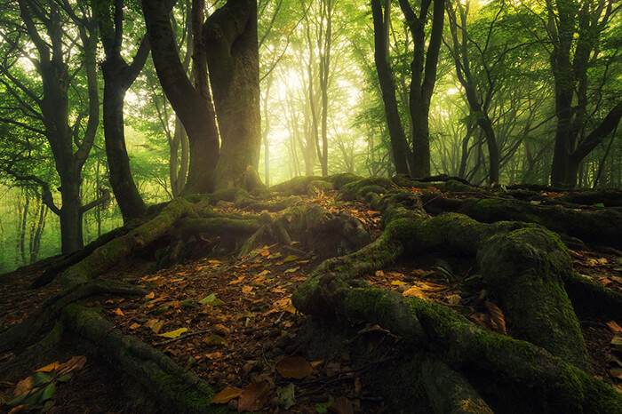 Stunning Tree Photographs from All Seasons by Martin Podt