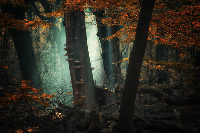 Stunning Tree Photographs from All Seasons by Martin Podt