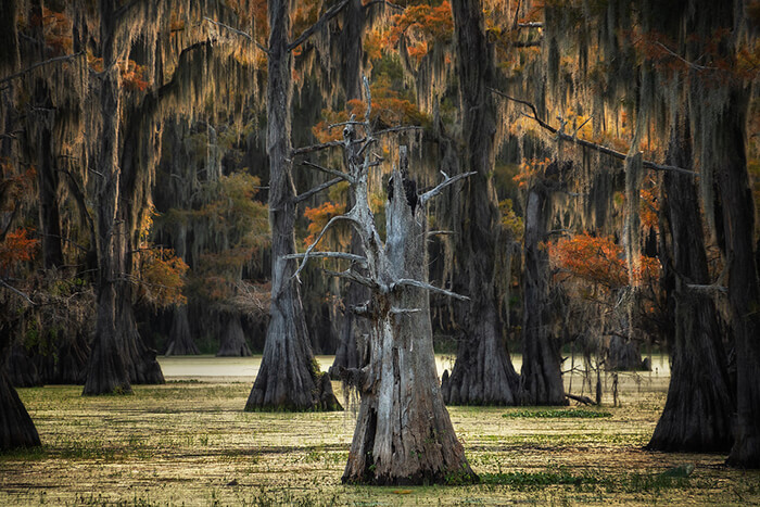 Stunning Tree Photographs from All Seasons by Martin Podt