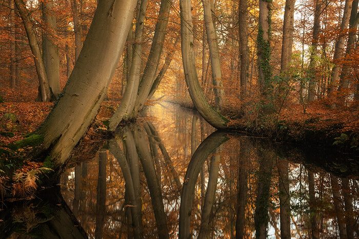 Stunning Tree Photographs from All Seasons by Martin Podt