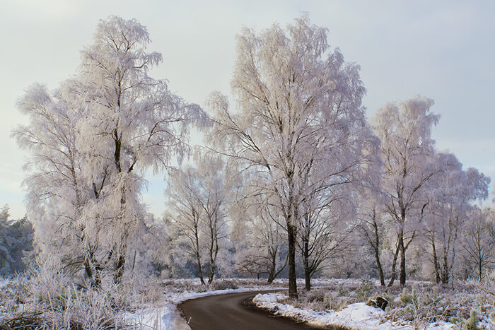 Stunning Tree Photographs from All Seasons by Martin Podt