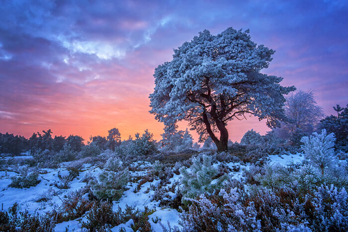 Stunning Tree Photographs from All Seasons by Martin Podt