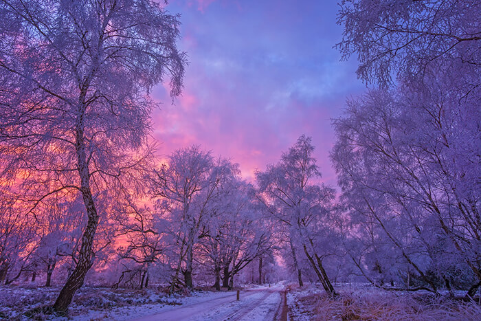 Stunning Tree Photographs from All Seasons by Martin Podt