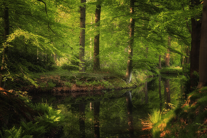 Stunning Tree Photographs from All Seasons by Martin Podt