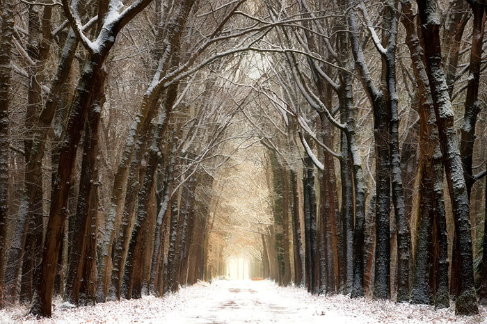 Stunning Tree Photographs from All Seasons by Martin Podt