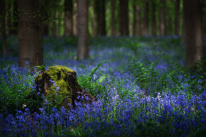 Stunning Tree Photographs from All Seasons by Martin Podt