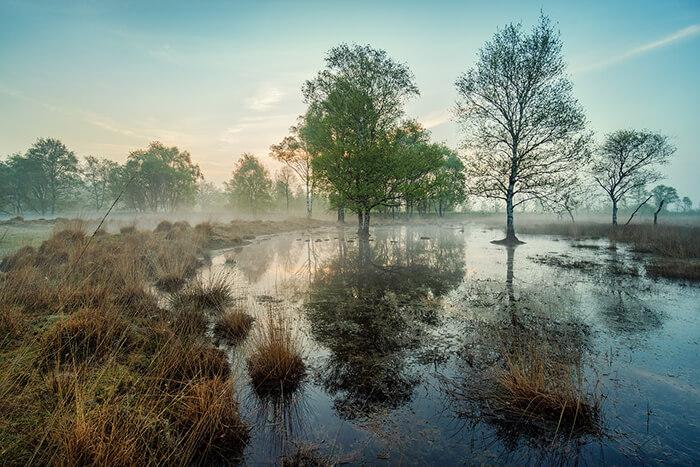 Stunning Tree Photographs from All Seasons by Martin Podt