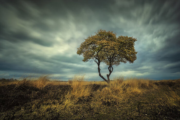 Stunning Tree Photographs from All Seasons by Martin Podt