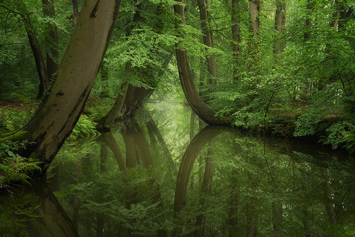 Stunning Tree Photographs from All Seasons by Martin Podt