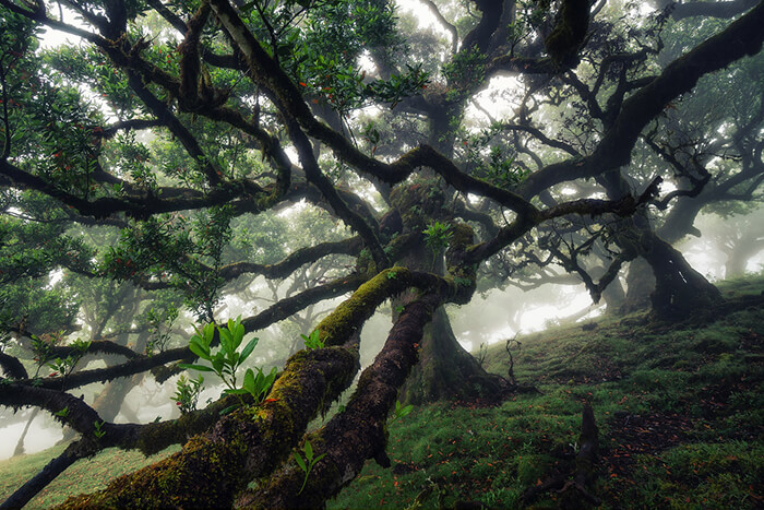 Stunning Tree Photographs from All Seasons by Martin Podt