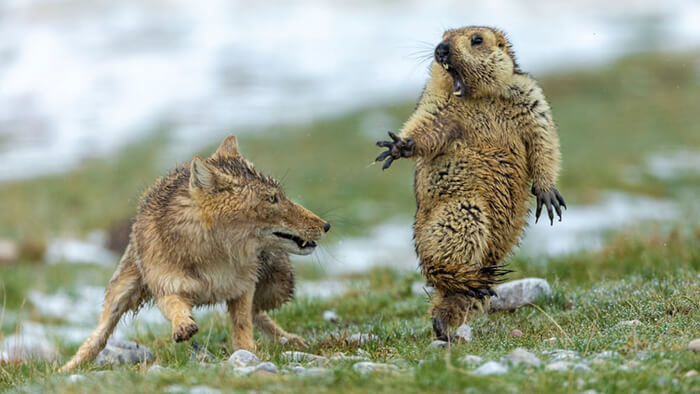 Overall winner, and behaviour – mammals joint winner: The Moment by Yongqing Bao, China