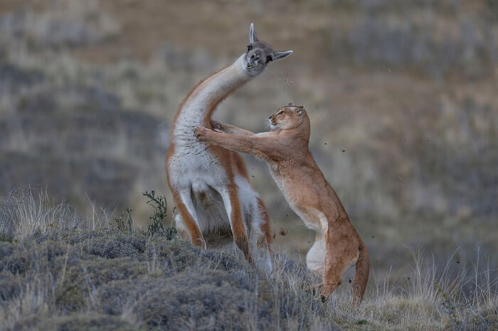 Mammals behaviour joint winner: The Equal Match by Ingo Arndt, Germany