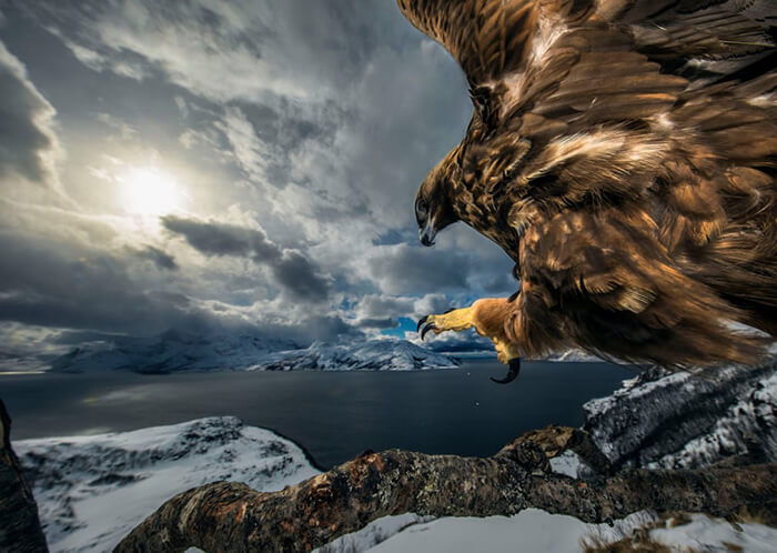 Birds behaviour winner: Land of the Eagle by Audun Rikardsen, Norway