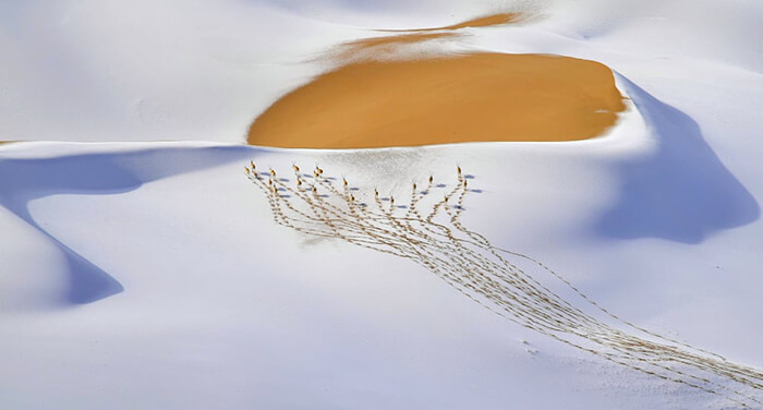 Animals in their environment winner: Snow-Plateau Nomads by Shangzhen Fan, China