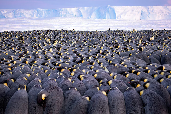 Wildlife Photographer of the Year portfolio award winner: The Huddle by Stefan Christmann, Germany