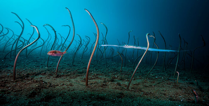 Under water winner: The Garden of Eels by David Doubilet, US