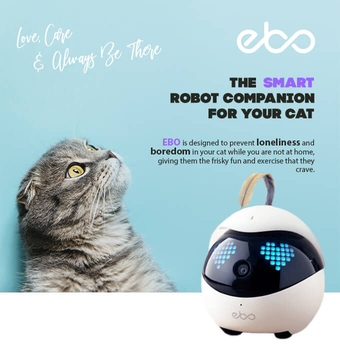 EBO: the Smart Robot that Keeps Your Cat Happy When You're Not Around