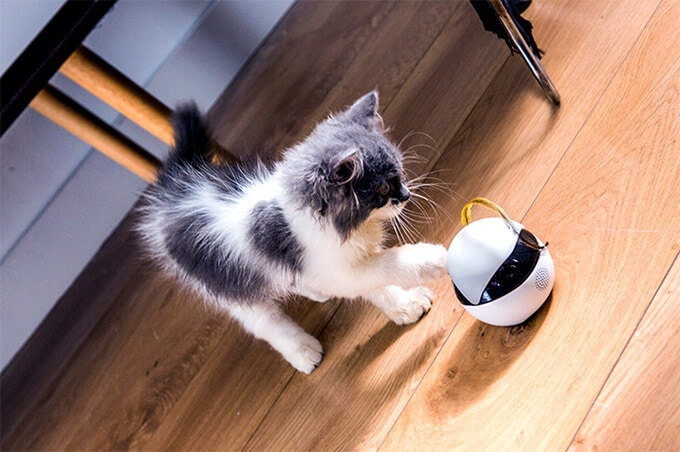 EBO: the Smart Robot that Keeps Your Cat Happy When You're Not Around