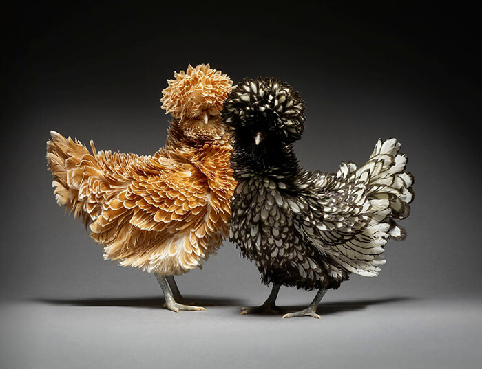 Chicken in Love? Stunning Chicken Photos by Moreno and Matteo