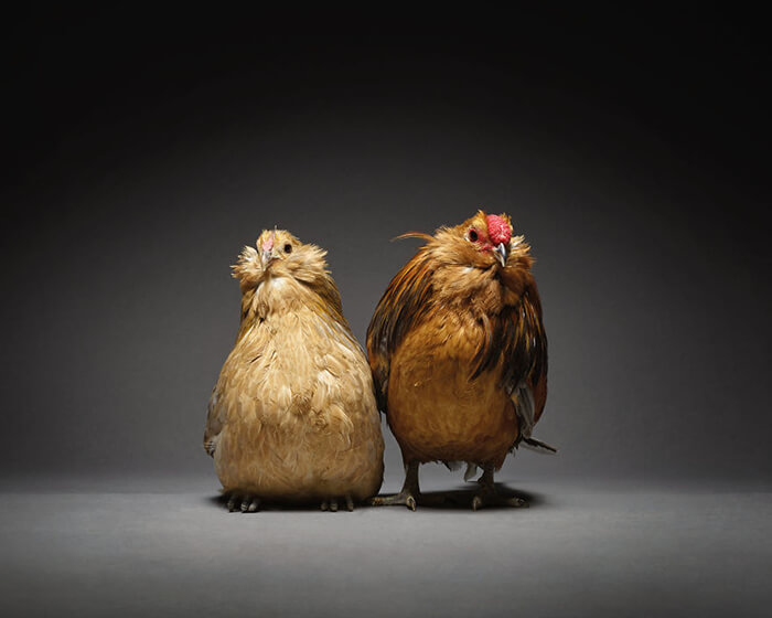 Chicken in Love? Stunning Chicken Photos by Moreno and Matteo