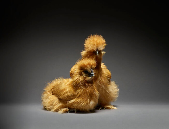 Chicken in Love? Stunning Chicken Photos by Moreno and Matteo