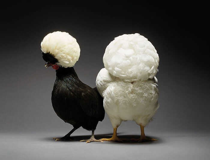 Chicken in Love? Stunning Chicken Photos by Moreno and Matteo