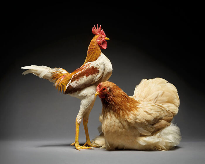 Chicken in Love? Stunning Chicken Photos by Moreno and Matteo