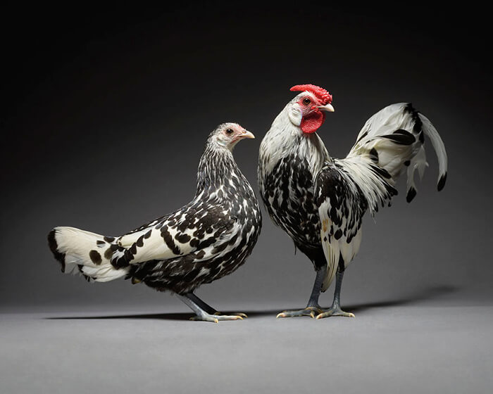 Chicken in Love? Stunning Chicken Photos by Moreno and Matteo