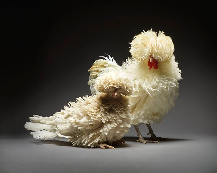 Chicken in Love? Stunning Chicken Photos by Moreno and Matteo