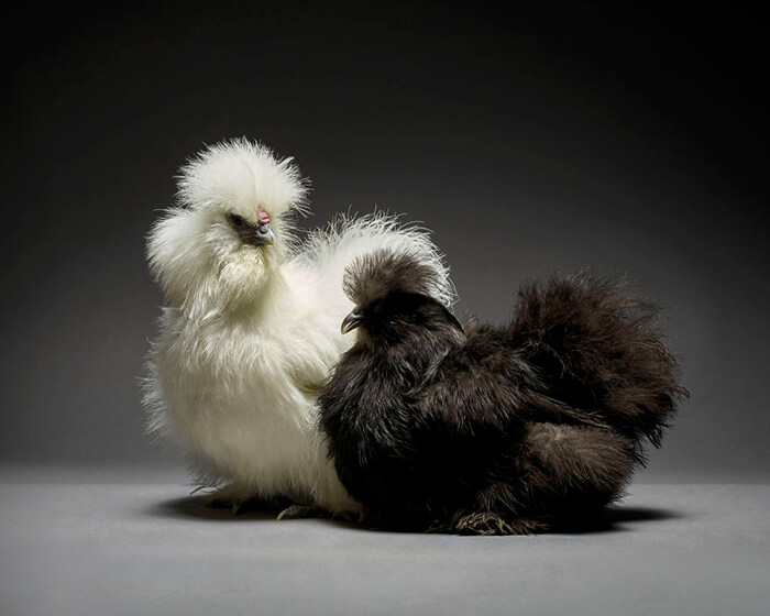 Chicken in Love? Stunning Chicken Photos by Moreno and Matteo